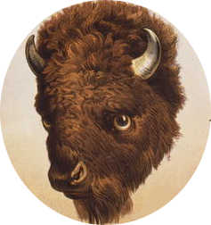 The Buffalo